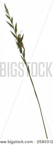 Grillo su un'erba davanti a sfondo bianco