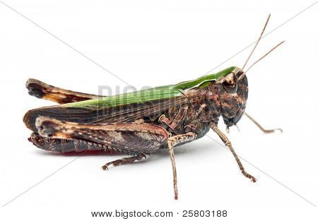 Cricket vor weißem Hintergrund