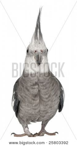 männlich Nymphensittich, Nymphicus Hollandicus, in front of white background
