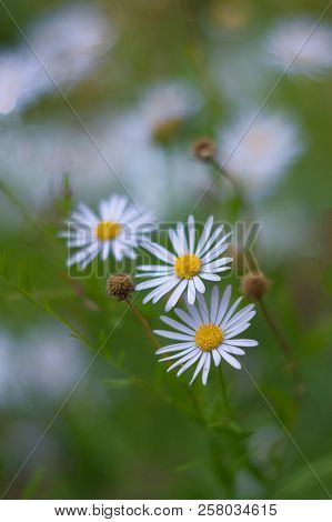 Сhamomile In Green Grass On The Blurred Background