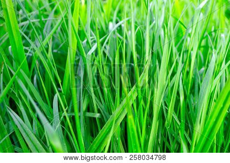 Juicy Not Wet Green Grass Growing Up, Fresh Grass Stems