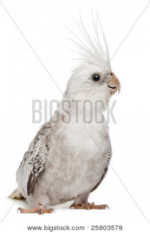 weibliche Nymphensittich, Nymphicus Hollandicus, in front of white background