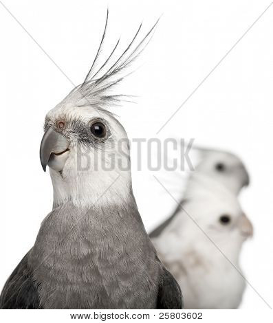 Nahaufnahme von männlichen und weiblichen Nymphensittich, Nymphicus Hollandicus, in front of white background