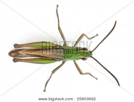 Alto angolo di visualizzazione di cricket davanti a sfondo bianco