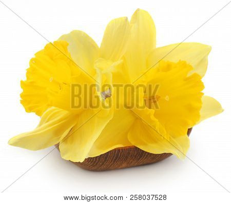Flower Daffodil In A Vase Over White Background
