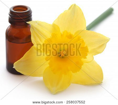 Flower Daffodil With Essential Oil In A Glass Bottle Over White Background