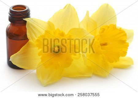 Flower Daffodil With Essential Oil In A Glass Bottle Over White Background