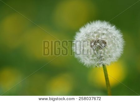 Close Up Of Dandelion Seeds Outdoor Nature