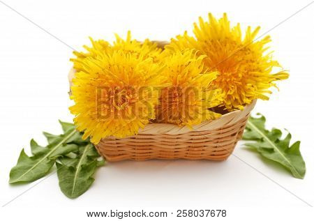 Closeup Of Medicinal Dandelion Over White Background