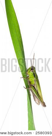 Grillo su una lamierina di erba davanti a sfondo bianco