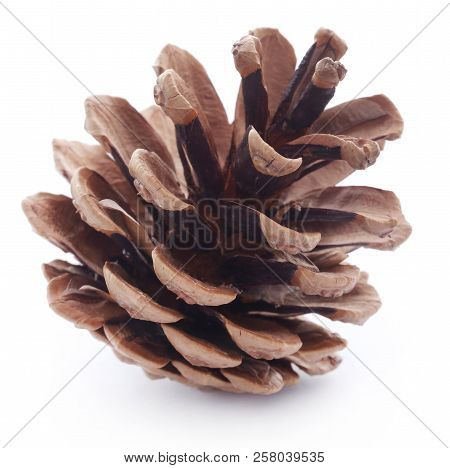 Closeup Of Pinecone Isolated Over White Background