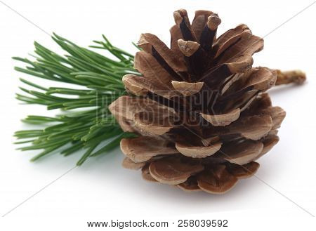 Closeup Of Pinecone Isolated Over White Background