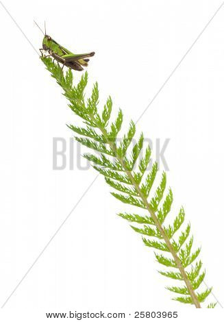 Grillo su una pianta di fronte a sfondo bianco