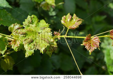 Grapevine Diseases.  Anthracnose Of Grapes (elsinoë Ampelina) Is A Fungal Disease That Affects A Gra