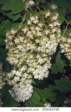 Close-up Mage Of Oakleaf Hydrangea (hydrangea Quercifolia).
