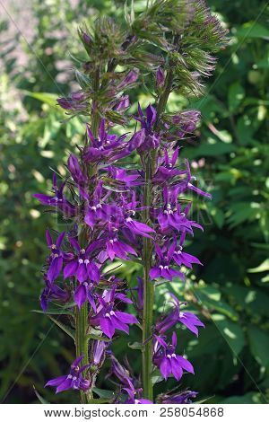 Blue Cardinal Flower (lobelia Siphilitica). Called Great Blue Lobelia And Great  Lobelia Also.