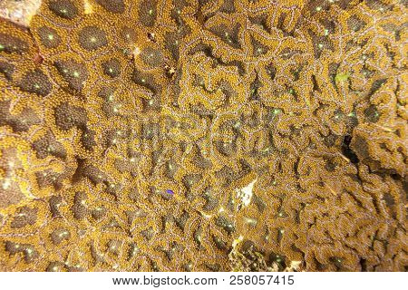 Coral Reef In Carbiiean Sea Off The Coast Of Roatan Florida,,florida Corallimorph