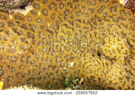 Coral Reef In Carbiiean Sea Off The Coast Of Roatan Florida,,florida Corallimorph
