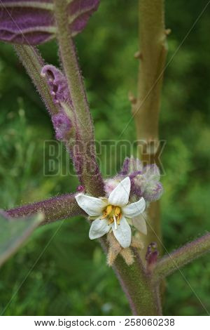 Close-up Mage Of Naranjilla (solanum Quitoense). Called Lulo Also.