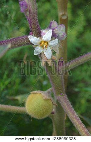 Fruit And Flower Of Naranjilla (solanum Quitoense). Called Lulo Also.