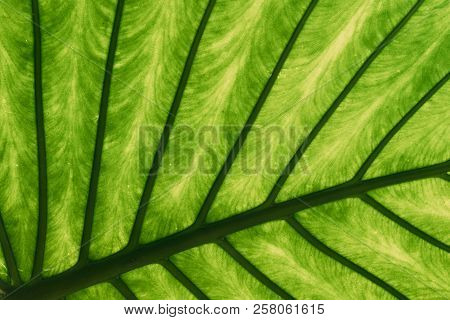 Green Leaves Of Alocasia Macrorrhizos In Botanical Garden.