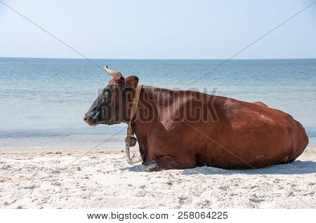 Cow Walking On The Luxury White Sand Beach
