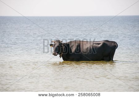 Cow Walking On The Luxury White Sand Beach