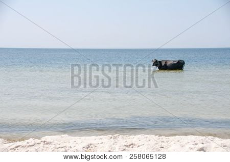 Cow Walking On The Luxury White Sand Beach