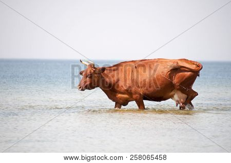 Cow Walking On The Luxury White Sand Beach