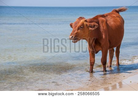 Cow Walking On The Luxury White Sand Beach