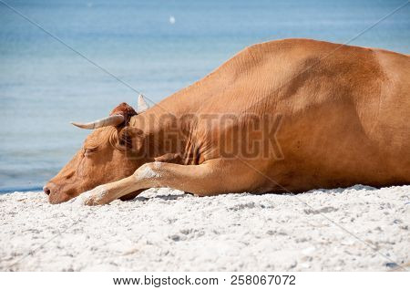 Cow Walking On The Luxury White Sand Beach