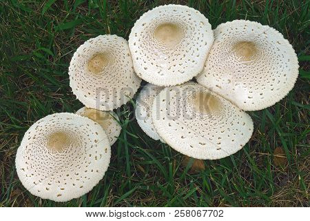 False Parasol Mushroom (chlorophyllum Molybdites). Called Green-spored Lepiota And Vomiter Also.
