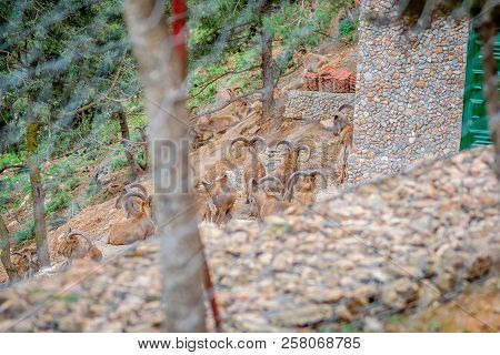Day In The Forest With Gazelles