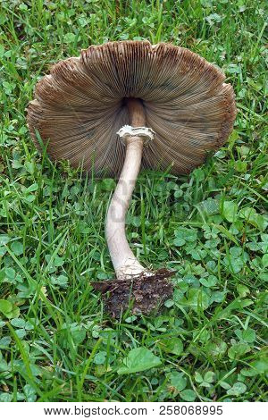 False Parasol Mushroom (chlorophyllum Molybdites). Called Green-spored Lepiota And Vomiter Also.