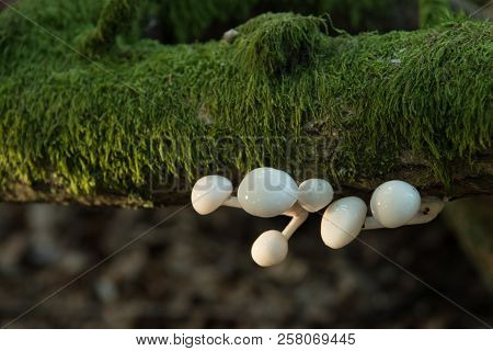 Porcelain Fungus Growing On Fallen And Moss Covered Branch Is Illuminated By Late Afternoon Sunlight