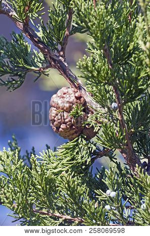 Juniper-apple Rust Fungus (gymnosporangium Juniperi-virginianae). Called Cedar-apple Rust Also.