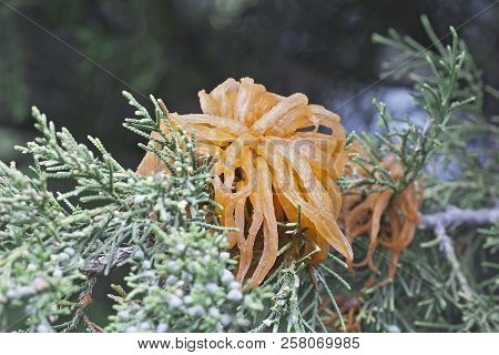 Juniper-apple Rust Fungus (gymnosporangium Juniperi-virginianae). Called Cedar-apple Rust Also.