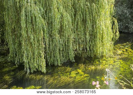 Weeping Willow
