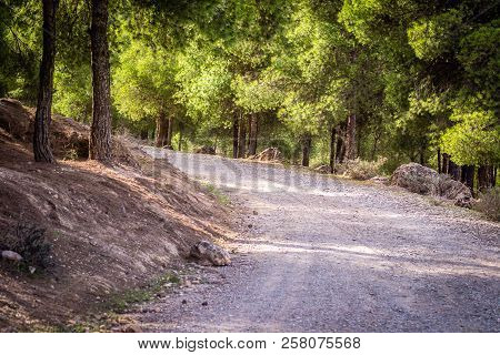 Day In The Forest