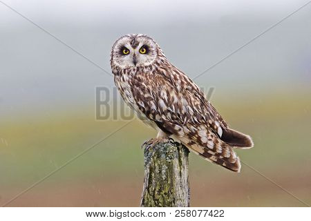 View Of A Perched Short-eared Owl, Asio Flammeus