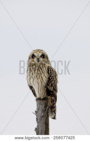 A Perched Short-eared Owl, Asio Flammeus, At Twilight