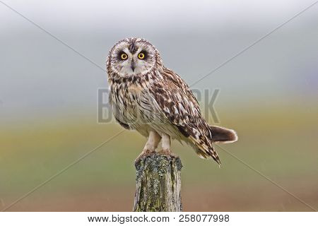 A Perched Short-eared Owl, Asio Flammeus, From The Moors Of Orkney