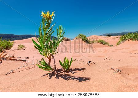 Yellow Flowers In The Sand Dunes Of The Desert, Coral Pink Sand Dunes State Park, Kanab, Utah.