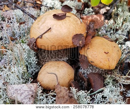 Edible Mushrooms. Camping In The Woods. Harvesting. Autumn.priroda.