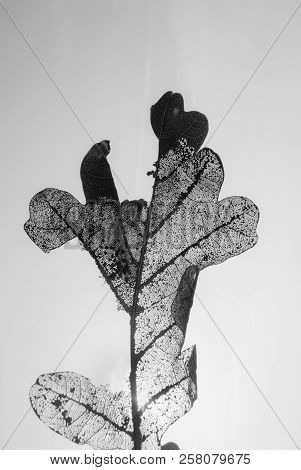 Skeleton Of Oak Leaf In The Sky