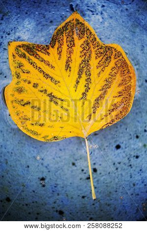 Autumn Season Time Tulip Tree Leaf Water