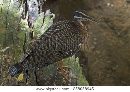 A Sunbittern, Eurypyga Helias, Relaxing On Log
