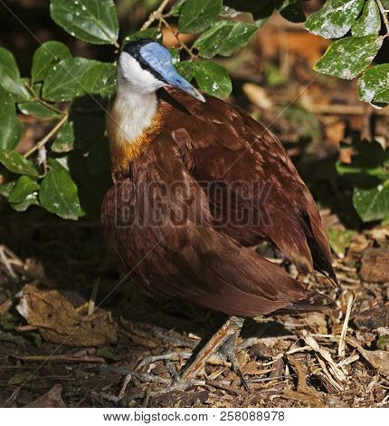 View Of An African Jacana, Actophilornis Africanus Relaxing