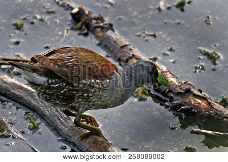 A Spot-flanked Gallinule, Gallinula Melanops, In Marsh