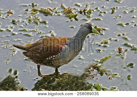 View Of A Wading Spot-flanked Gallinule, Gallinula Melanops